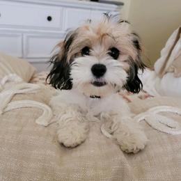 Cavalier King Charles Spaniels and Cavapoos from Terrace Cavaliers and Cavapoo’s