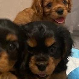 Cavalier King Charles Spaniels from CKCS