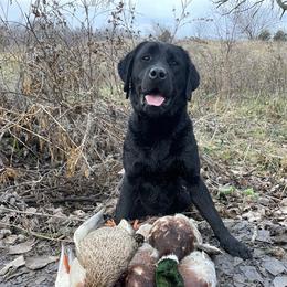 Rumor - Labrador Retriever
