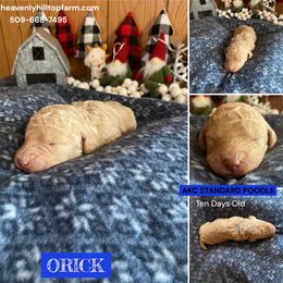 ORICK - Blue Collar Boy - Apricot male Poodle puppy in Charlo, Montana from Heavenly Hilltop Farm