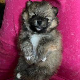 Bear - Tri-colored male Pomeranian puppy in Randleman, North Carolina from Luxurious Poms