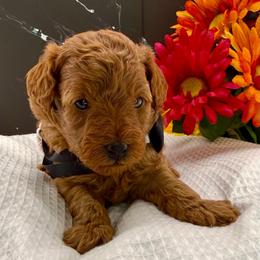 Black (Boy 1) - Red  male Poodle puppy in Miami, Florida from Katy's Toy Poodles & Doodles