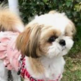 Sophie - Shih Tzu