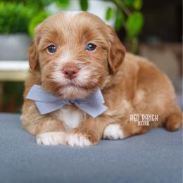 Buzz - Apricot male Goldendoodle puppy in Salado, Texas from Red Ranch Dogs
