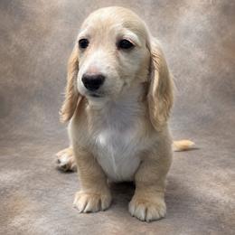 Jackson - Cream male Dachshund puppy in Mountainburg, Arkansas from Charisma Dachshunds