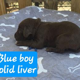Blue boy - Liver male German Shorthaired Pointer puppy in Dahlonega, Georgia from Pointer Mountain Bird Dogs