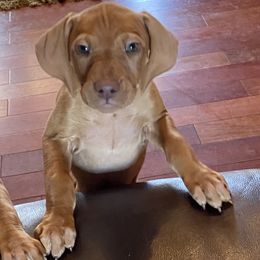 Vizsla Puppies from Carlson Vizslas