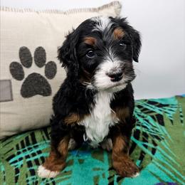Pippin - Tri-color male Bernedoodle puppy in Granton, Wisconsin from Rose River Farms