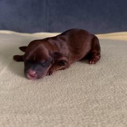 Boy 1 - Black and tan male Shorkie puppy in Florida from Shih tzus and Shorkies Galore