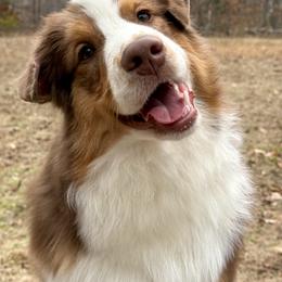 Australian Shepherd Puppies from Sacré-Cœur Australian shepherds