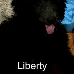 Liberty - Black Poodle puppy in Lebanon, Ohio from Lucky's Legacy