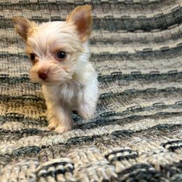 Rose - Parti female Yorkshire Terrier puppy in Cleveland, Tennessee from Small Paws Yorkies