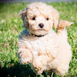 Bernedoodle Puppies from Bundren Farms