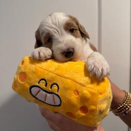 Asiago - Cream male Australian Labradoodle puppy in Orange, California from Little Kingdom Doodles