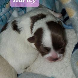 Harley - Chocolate female Havanese puppy in Wasco, California from Havaneses de Santillan