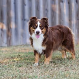 Berri - Miniature Australian Shepherd
