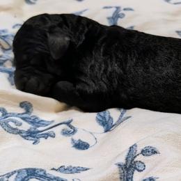 Ginny - Black female Sheepadoodle puppy in Austin, Texas from Darling Doodles