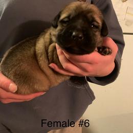 Female 6 - Fawn female Anatolian Shepherd Dog puppy in Daggett, Michigan from T&S Anatolians
