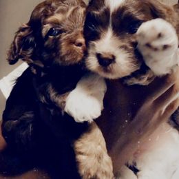 Cockapoo Puppies from Benji’s Cockapoos