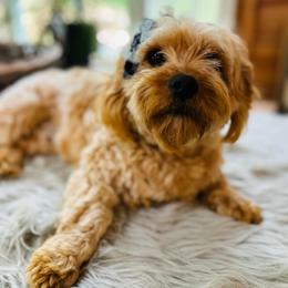 Haven - Cavachon