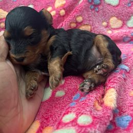 Girl 1 - Black and gold female Yorkipoo puppy in Ocala, Florida from Top Notch Pupz