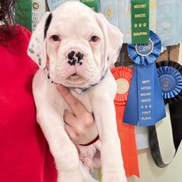 B2- Litter: Ruger - Blue Collar White Male - White Boxer puppy in Alpine, New York from Kickin Rooster AKC Boxers