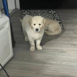 Golden Retriever Puppies from Wise Goldens