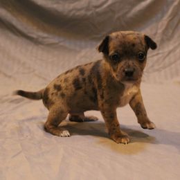Hershey, Male Puppy - Blue merle male Chihuahua puppy in Willamina, Oregon from Cherished Chihuahuas