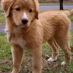 Nova Scotia Duck Tolling Retrievers from Sunrise Tollers