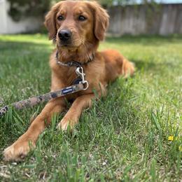 Luna - Goldendoodle