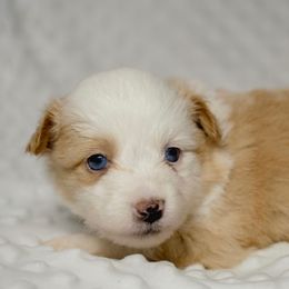 Ginny - Red female Toy Australian Shepherd puppy in Sanger, California from Flying M Cactus Ranch Buddies