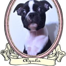 Baby Azula - Black and white female Boston Terrier puppy in Kingsport, Tennessee from Sleepwalker Bostons