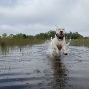 Kaulder - Dogo Argentino