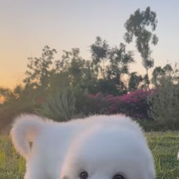 Great Pyrenees from Rancho Del Calli