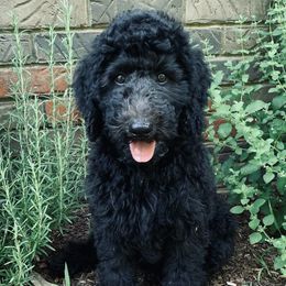 Antony - Poodle puppy in Morrison, Tennessee from Country Road Homestead