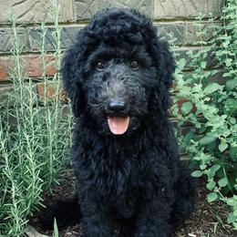 Antony - Poodle puppy in Morrison, Tennessee from Country Road Homestead