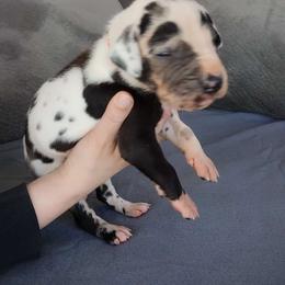 Gotti - Harlequin Great Dane puppy in Marshall, Michigan from Dream K9