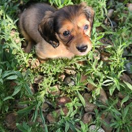 Apple - Cream female Dachshund puppy in Penrose, Colorado from Double Trouble Dachshunds