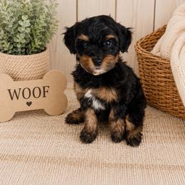 Annie - Tri-color female Bernedoodle puppy in Flagstaff, Arizona from Gunstock Doodles