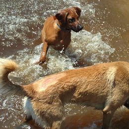 Rhodesian Ridgeback Puppies from Fawn Millette