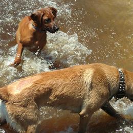 Rhodesian Ridgeback Puppies from Fawn Millette