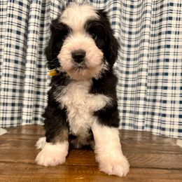 Mr. Scarecrow - Tri-color male Bernedoodle puppy in Hegins, Pennsylvania from Bubbling Springs Doodles, LLC