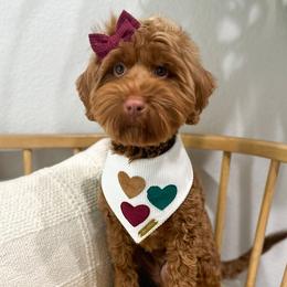 Regan - Caramel red Australian Labradoodle puppy in Palmdale, California from Doodles_Ko