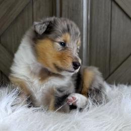 Collies from SUNCREST COLLIES