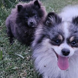 Pomeranians and Pomskies from Northern Cali Pomskies