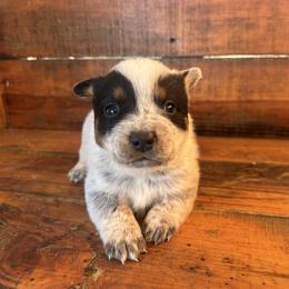 Boy 4 - Blue speckled male Australian Cattle Dog puppy in Mooresboro, North Carolina from Grog Creek Kennel