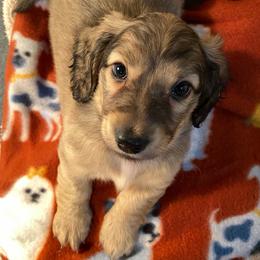 Blue collar male - Cream male Dachshund puppy in Madison, Indiana from Jensen Dobermans and Dachshunds