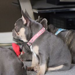 French Bulldog Puppies from Frenchkissmebullies
