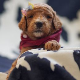 Goldendoodle Puppies from Griffin TX Doodles