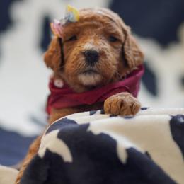 Goldendoodle Puppies from Griffin TX Doodles